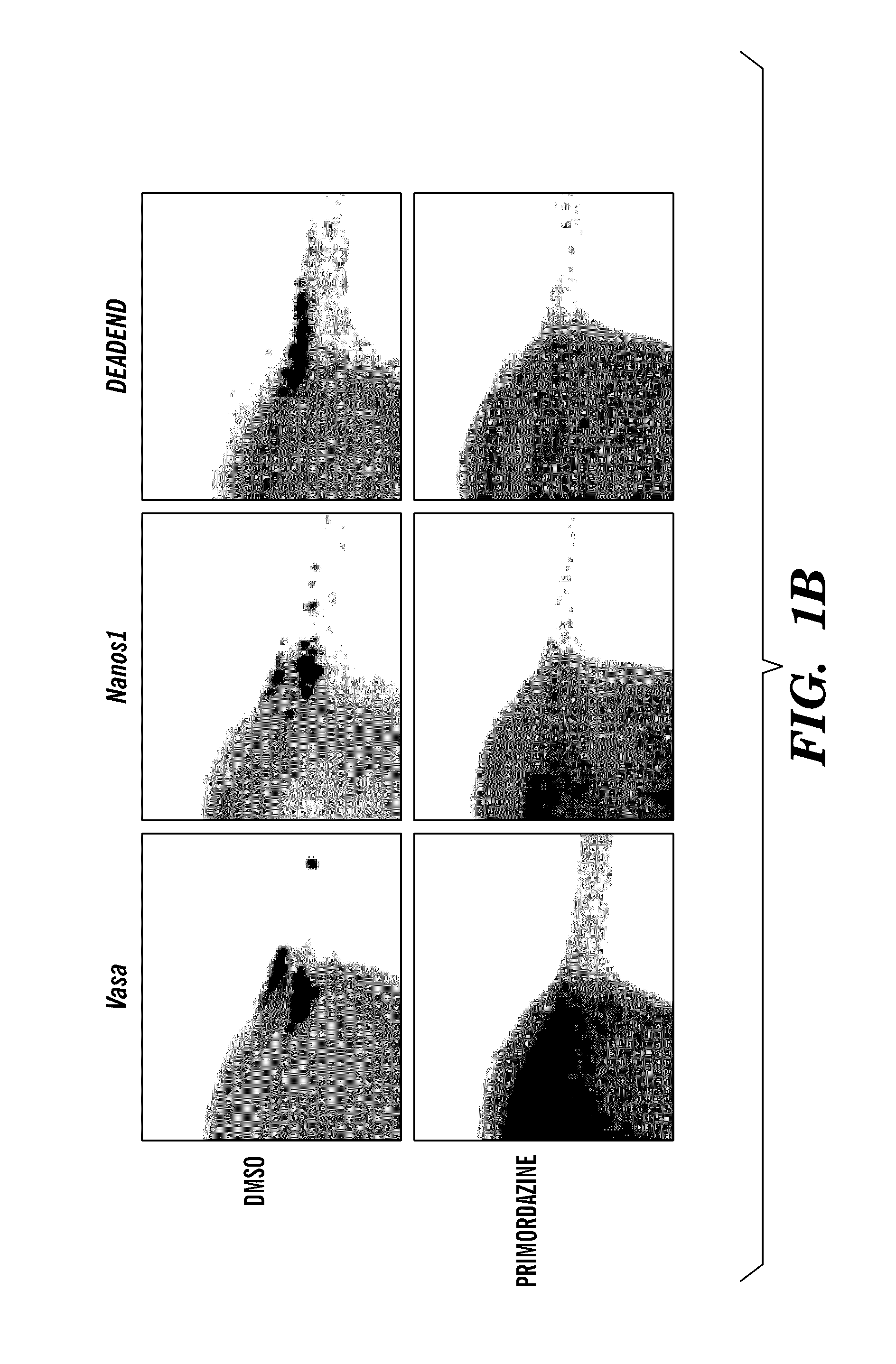 Germ cell ablation compounds and uses thereof