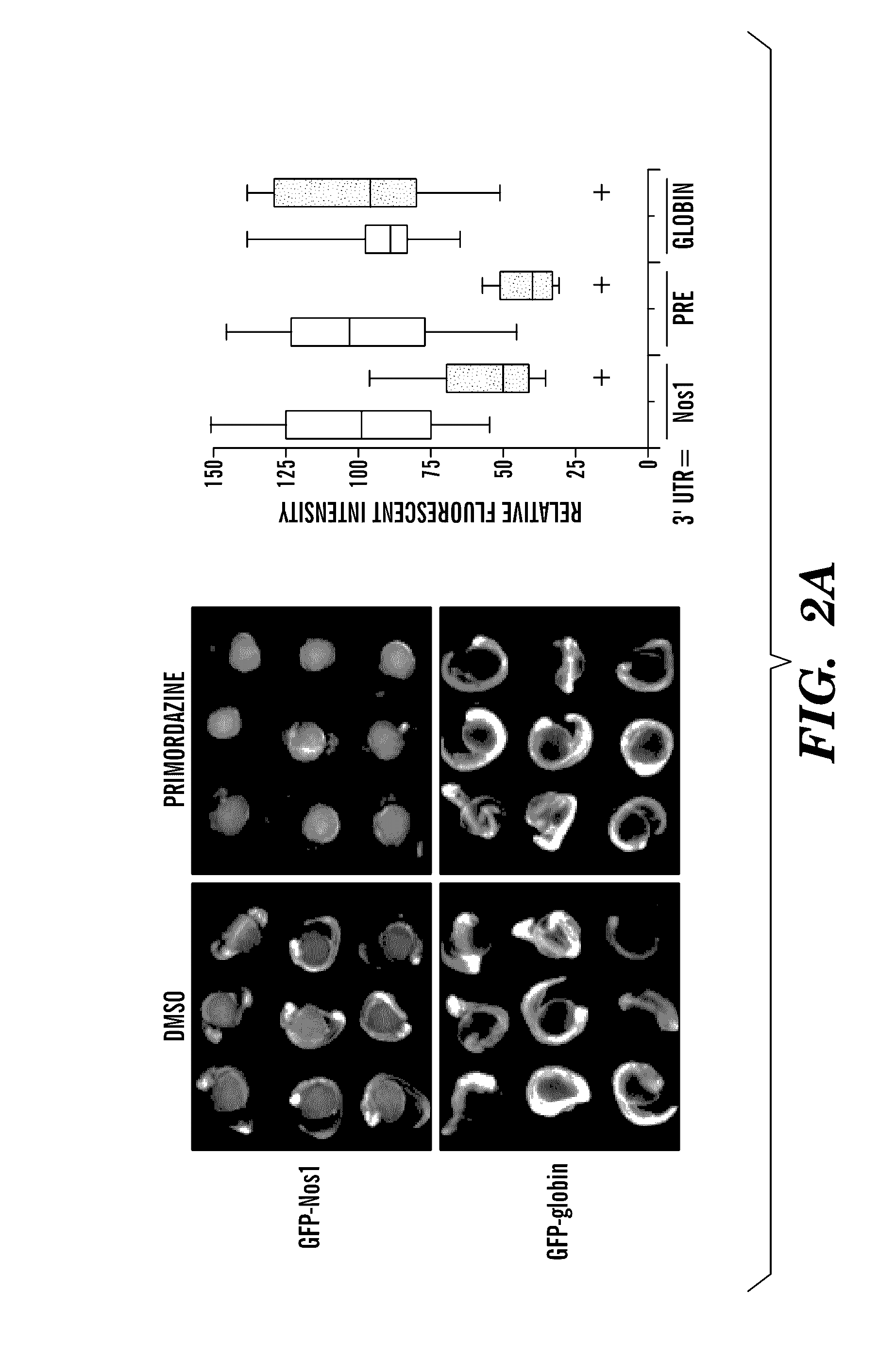 Germ cell ablation compounds and uses thereof