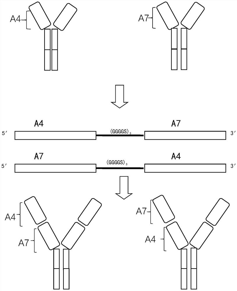 Bispecific neutralizing antibody for resisting novel coronavirus SARS-CoV-2 and application of bispecific neutralizing antibody