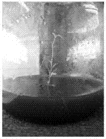 Rooting method for un-rooted tissue culture seedlings of salix matsudana var.tortuosa