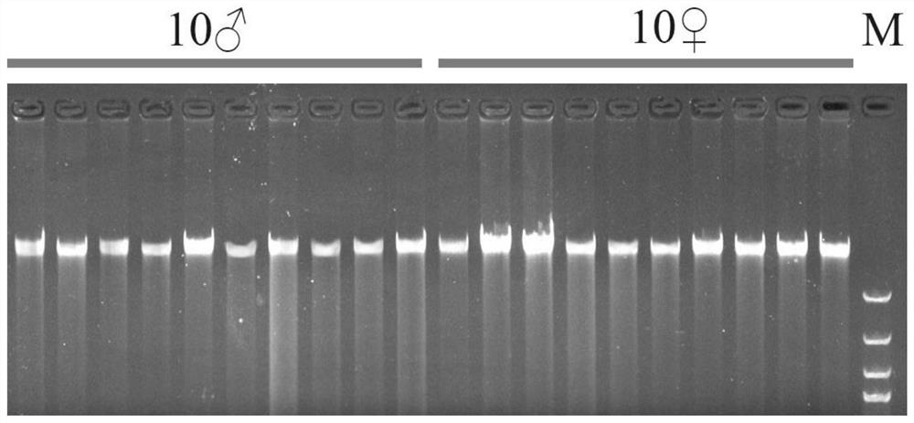 Molecular marker for identifying genetic sex of leiocassis longirostris and application