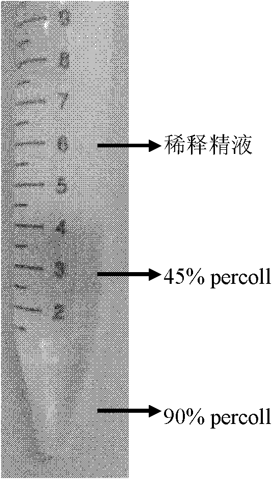 Two-layer percoll density gradient centrifugal separation method of boar sperms