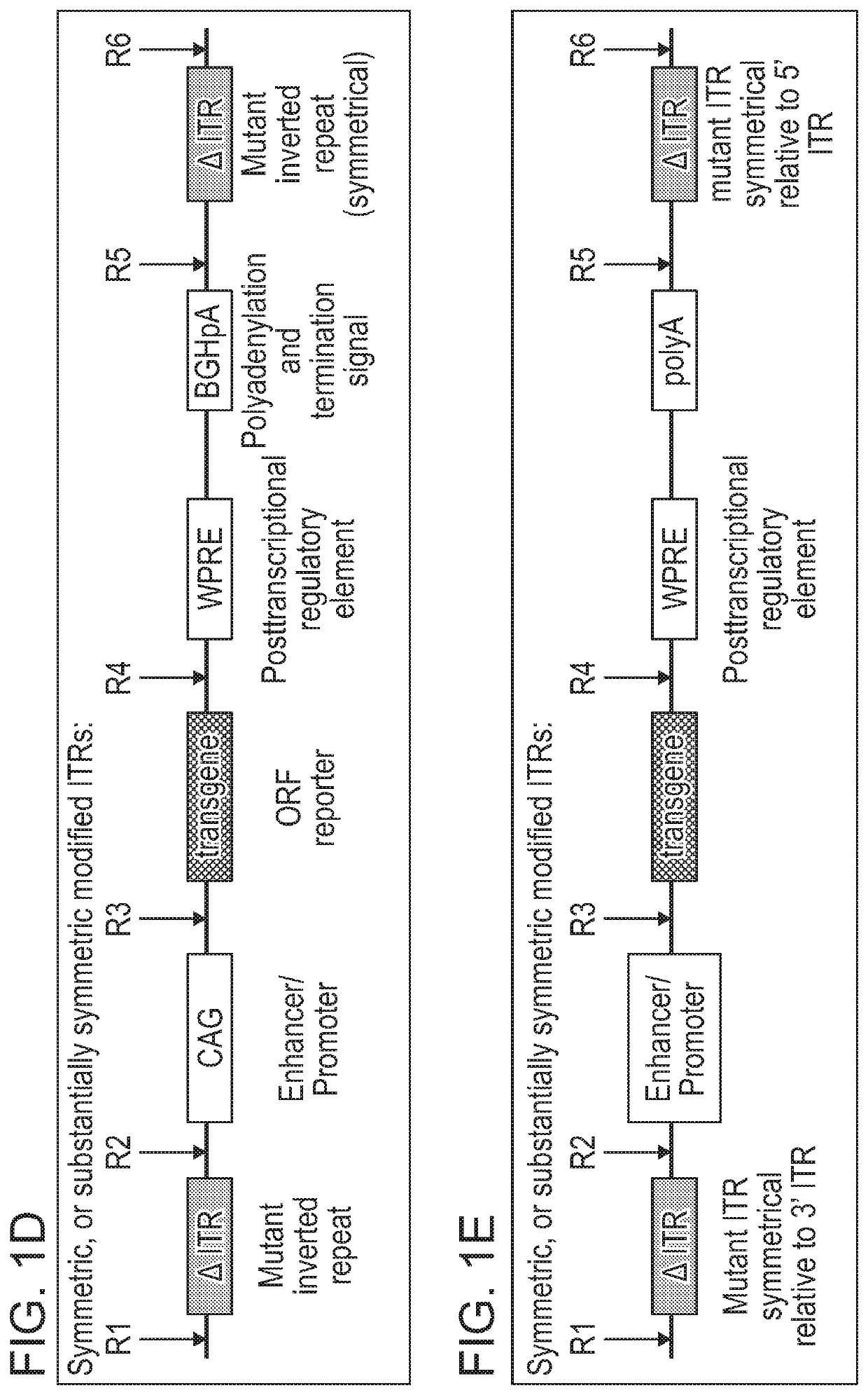Non-viral DNA vectors and uses thereof for expressing fviii therapeutics