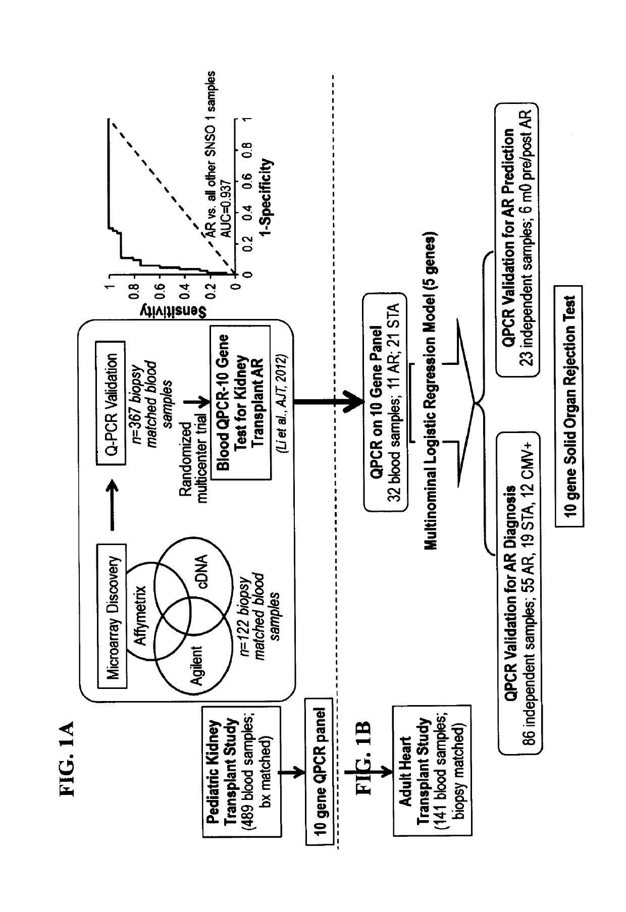 Compositions and methods for diagnosis and prediction of solid organ graft rejection