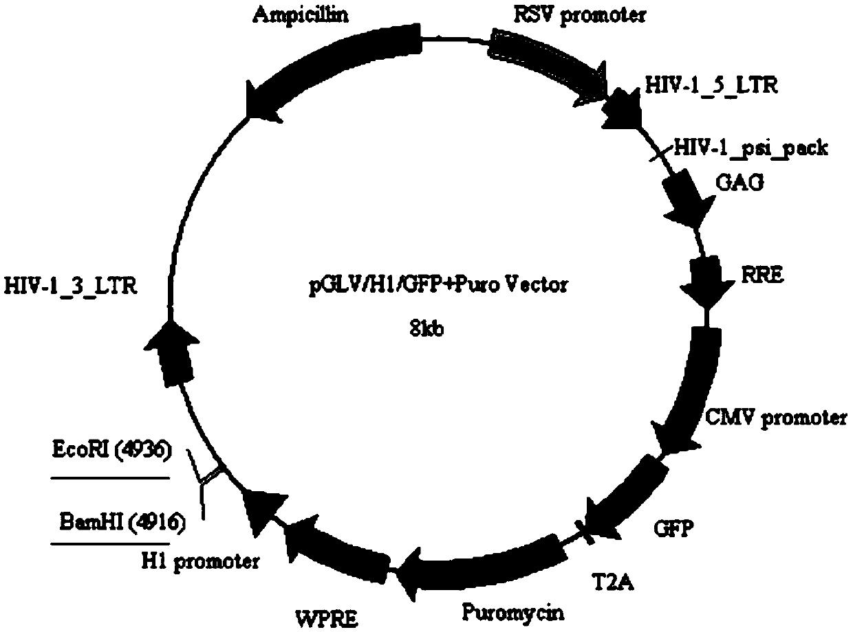 Application of human mir-148a in the preparation of drugs for improving insulin sensitivity of adipocytes