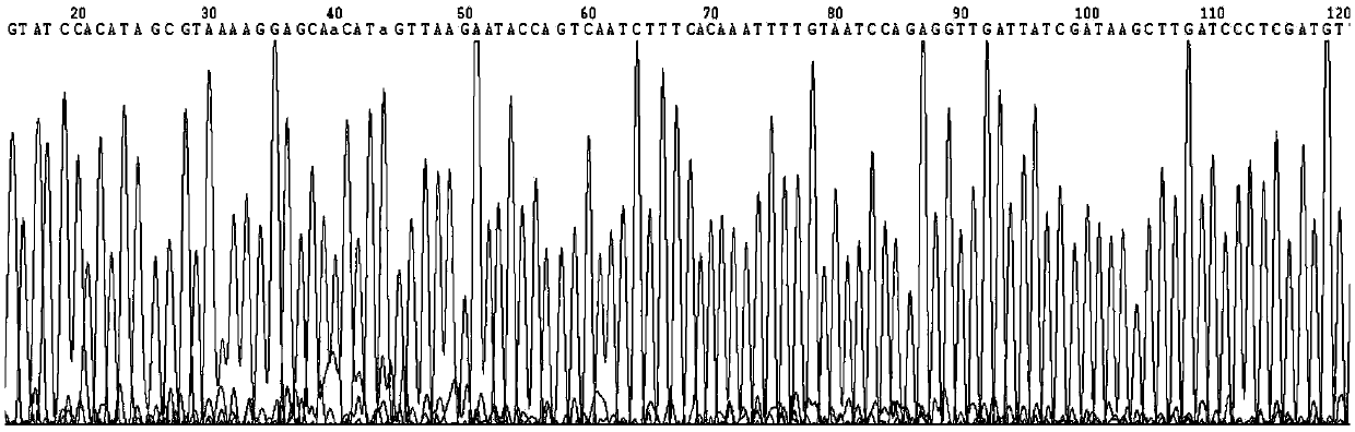 Application of human mir-148a in the preparation of drugs for improving insulin sensitivity of adipocytes