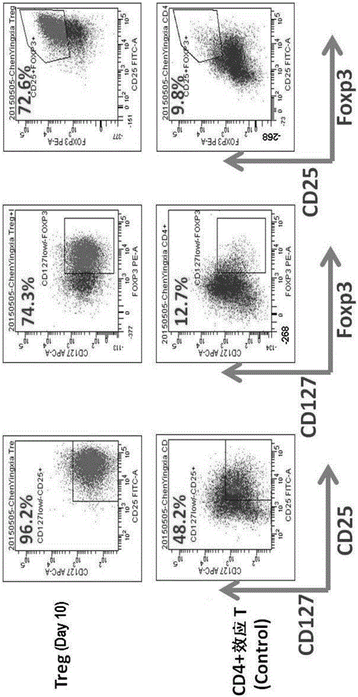 Optimized method for inducing amplification of regulatory T cells from naive T cells