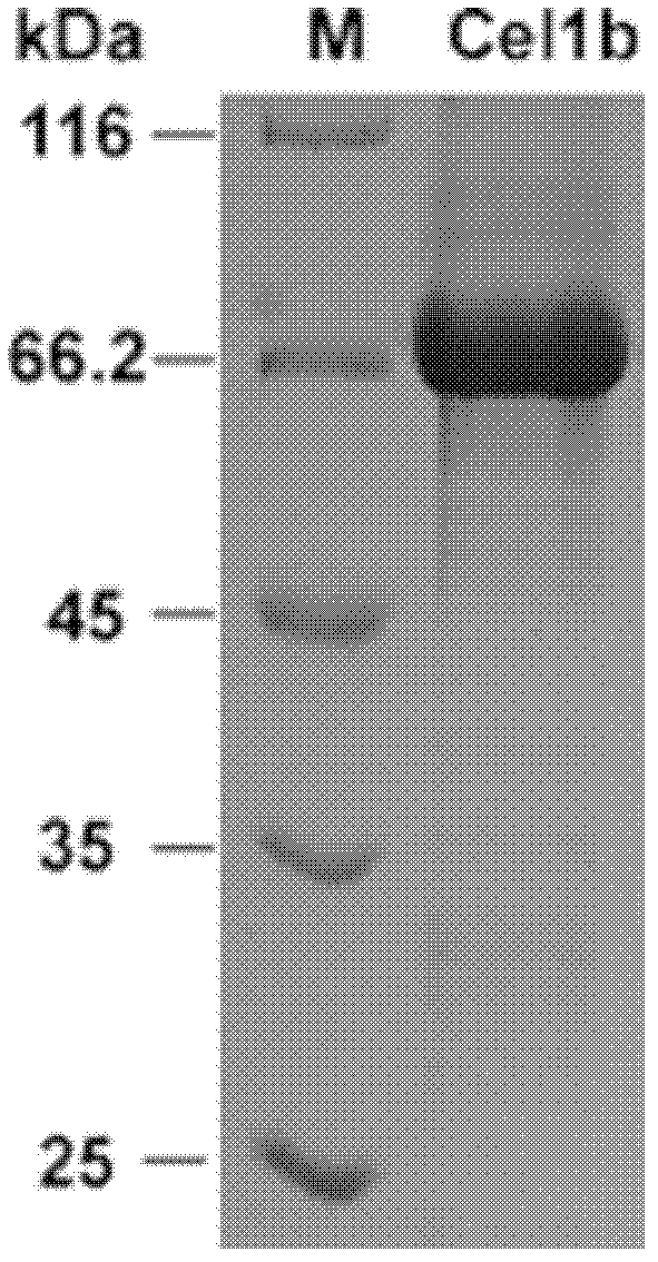 Beta-glucosidase Cel1b, expression gene and application thereof