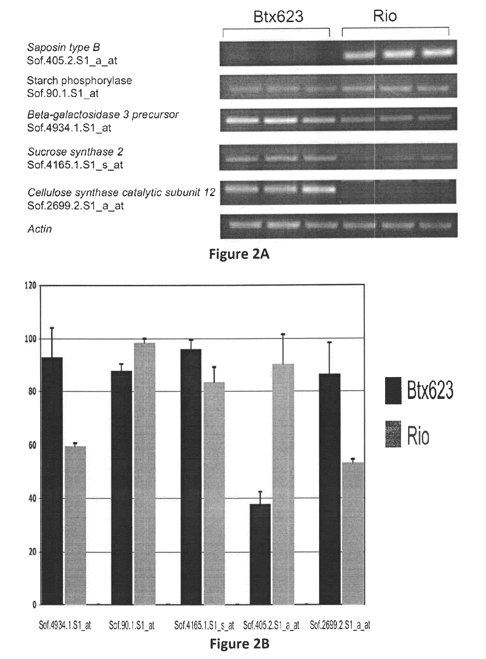 Compositions and Methods for Biofuel Crops