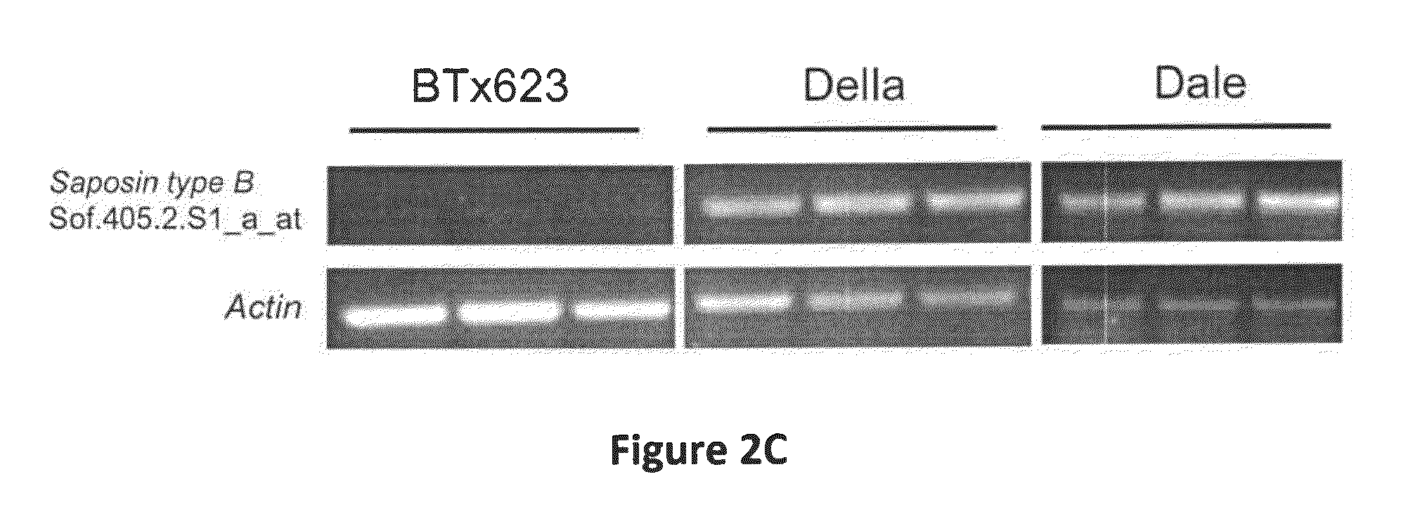 Compositions and Methods for Biofuel Crops