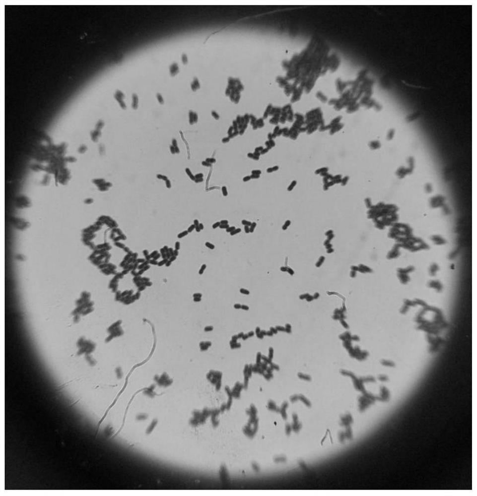 A strain of marine Bdellovibrio and its application to promote the formation of hiruplasma under ampicillin