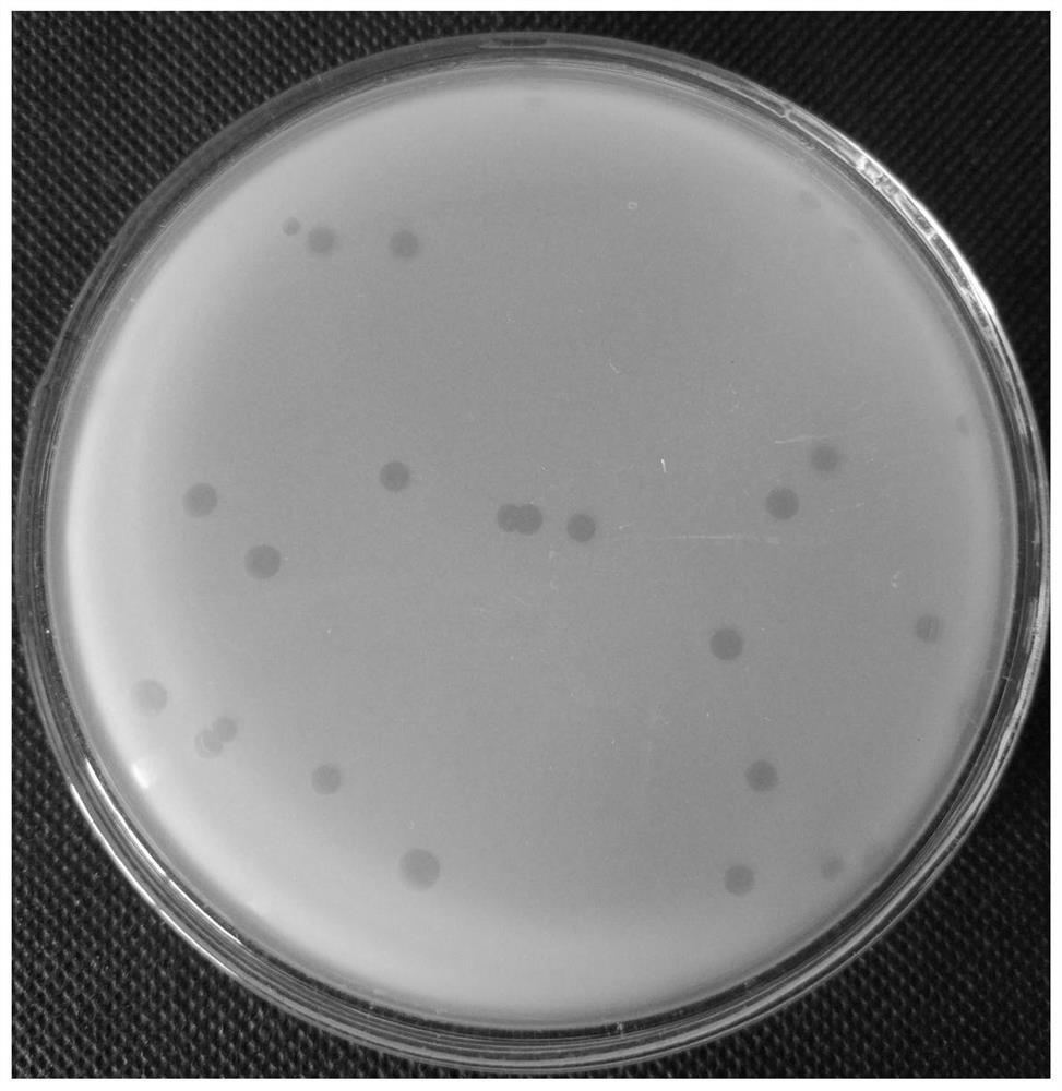 A strain of marine Bdellovibrio and its application to promote the formation of hiruplasma under ampicillin