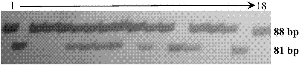 Molecular marker of rice grain width gene GW2 and application of molecular marker