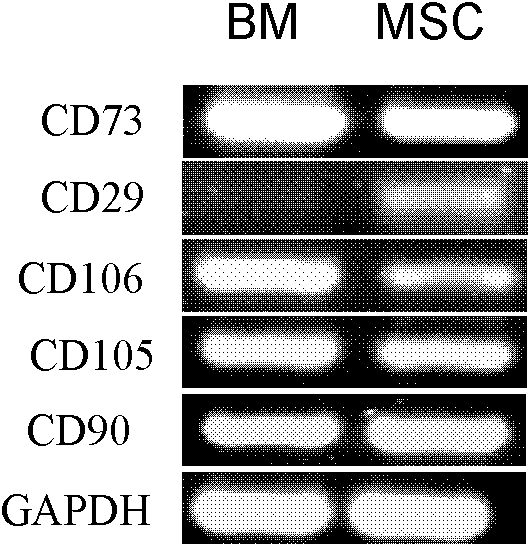 Method for separating and culturing poultry bone mesenchymal stem cells by using bone marrow tissue block