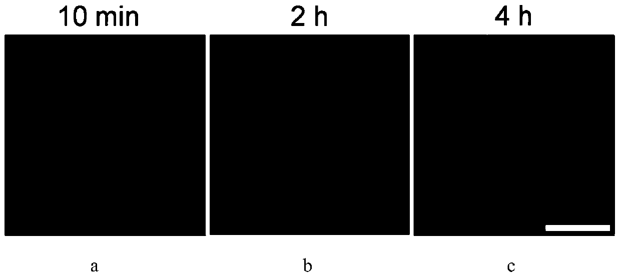 A non-cleaning cell membrane red fluorescence imaging reagent and preparation method and use thereof