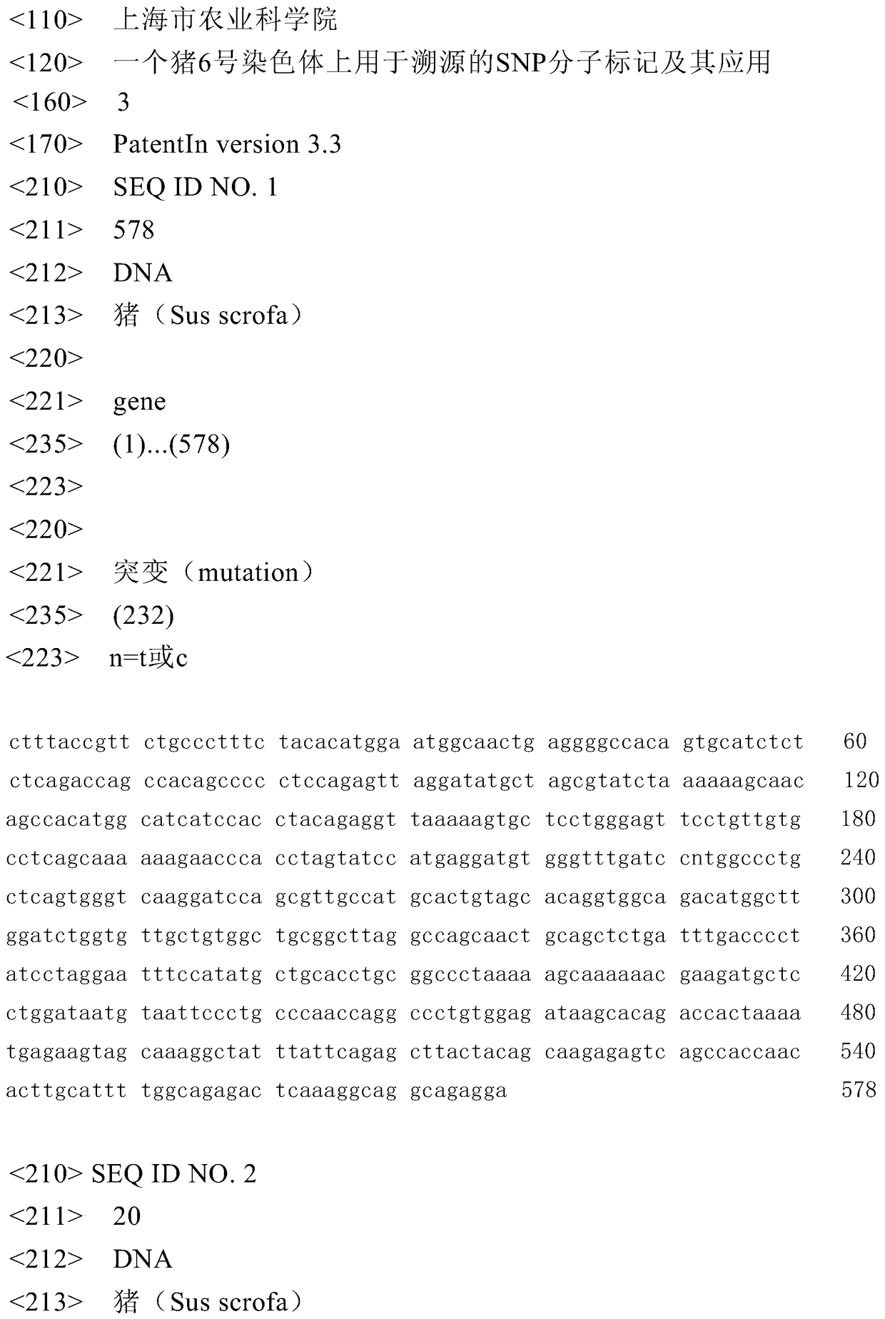 A SNP molecular marker for traceability on pig chromosome 6 and its application