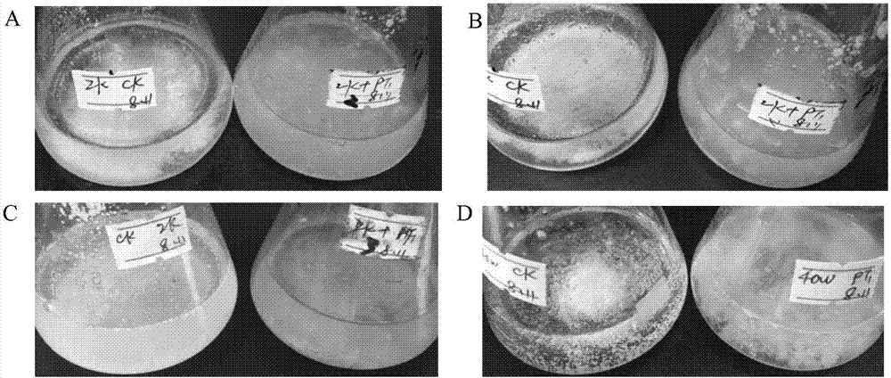 Penicillium citrinum fungus for thin film degradation and application thereof
