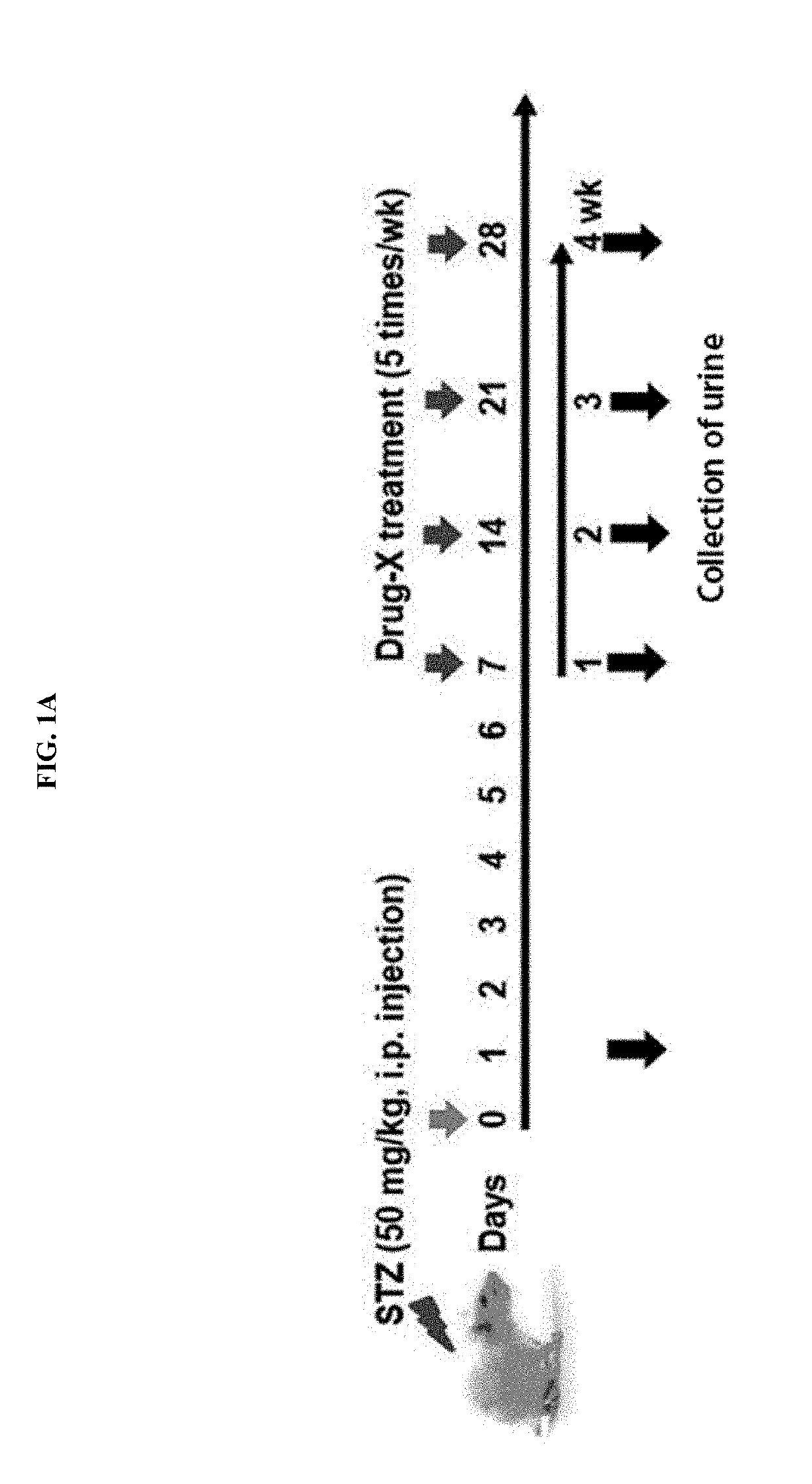 Biomarker sbp1 for early diagnosis of kidney diseases, and use thereof