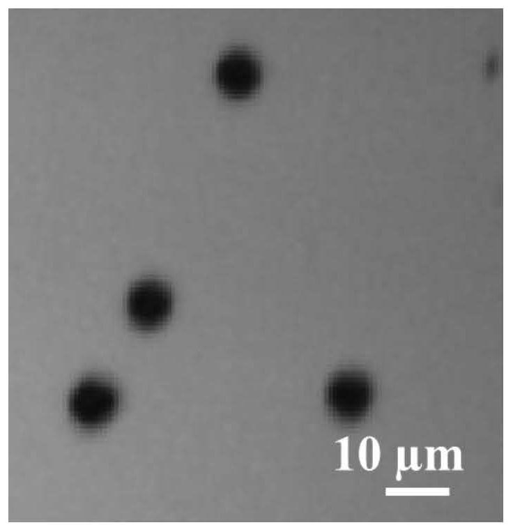 A kind of phenol recognition SERS probe and its preparation, application and SERS-based general ultrasensitive immunoassay method