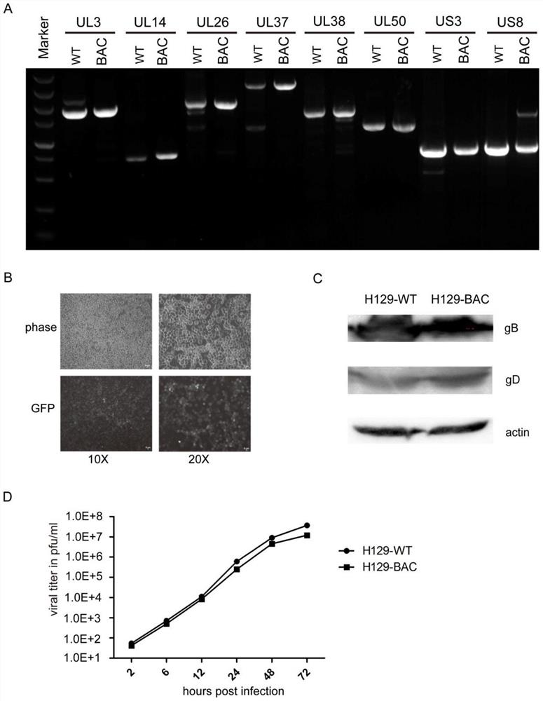 Construction method and application of hsv1-h129-bac and its variants