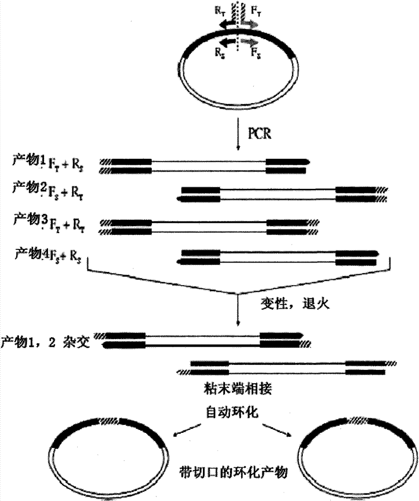 Mutant protein capable of being combined with nisin, and coded gene and application thereof