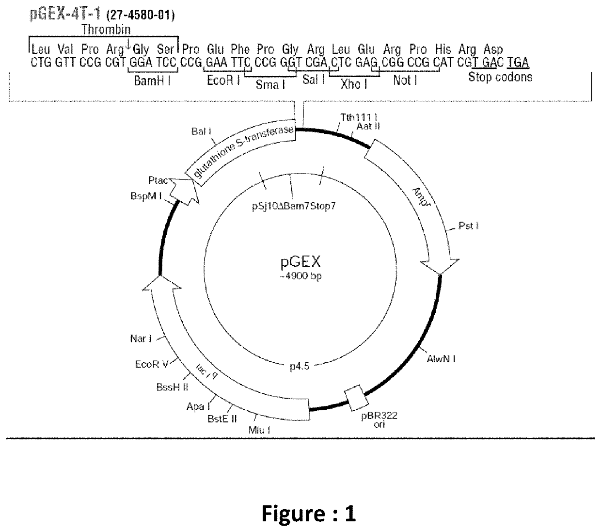 Recombinant TGF a for wound healing purposes, and the process thereof