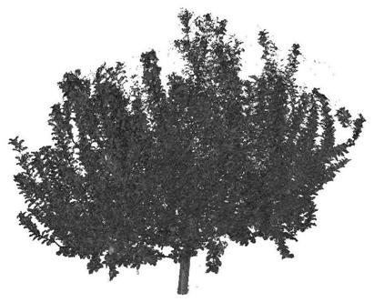 A leaf base point extraction method in 3D point cloud data of tree canopy