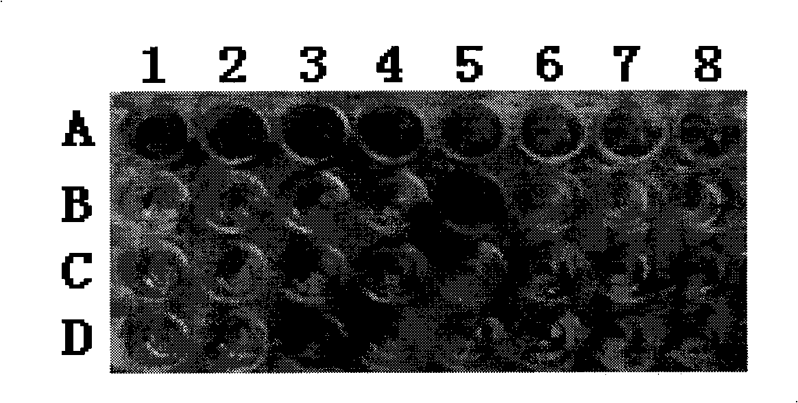 Method for producing human tissue plasmin activator