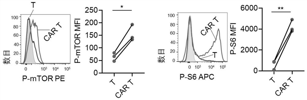 T cell synergist for CAR T cell therapy of leukemia and method for obtaining synergistic T cells