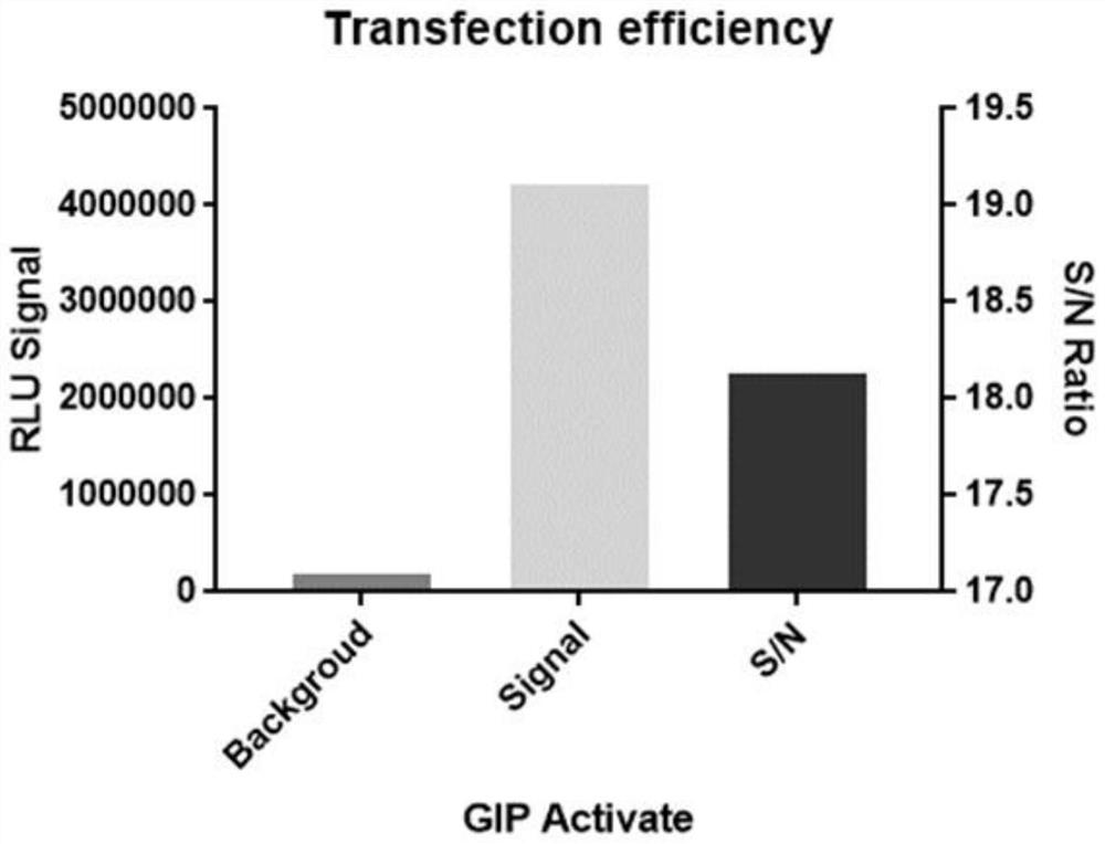 Construction and application of GIPR reporter gene stably transfected cell strain