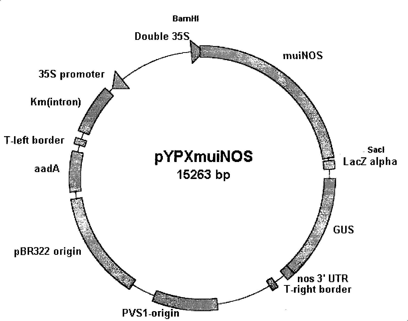 Increase of plants drought resistance by using mouse nitrous oxide synthetase gene