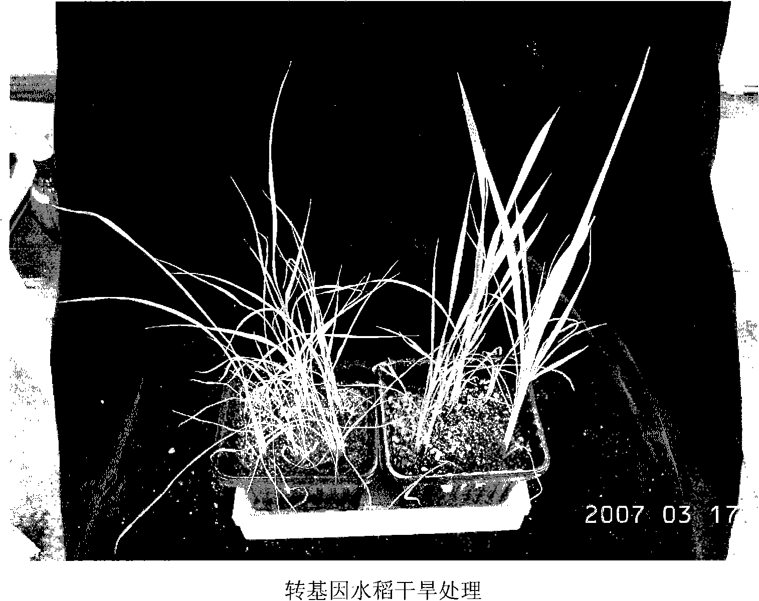 Increase of plants drought resistance by using mouse nitrous oxide synthetase gene