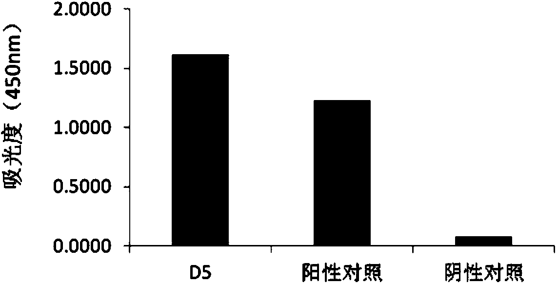 Humanized neutralizing antibody D5 against avian influenza virus (AIV) H7N9 as well as preparation method and application thereof