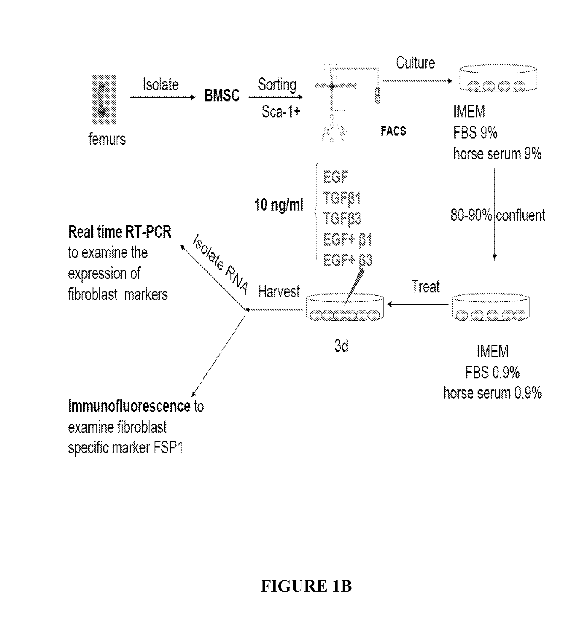 Differentiation of mesenchymal stem cells into fibroblasts, compositions comprising mesenchymal stem cell-derived fibroblasts, and methods of using the same