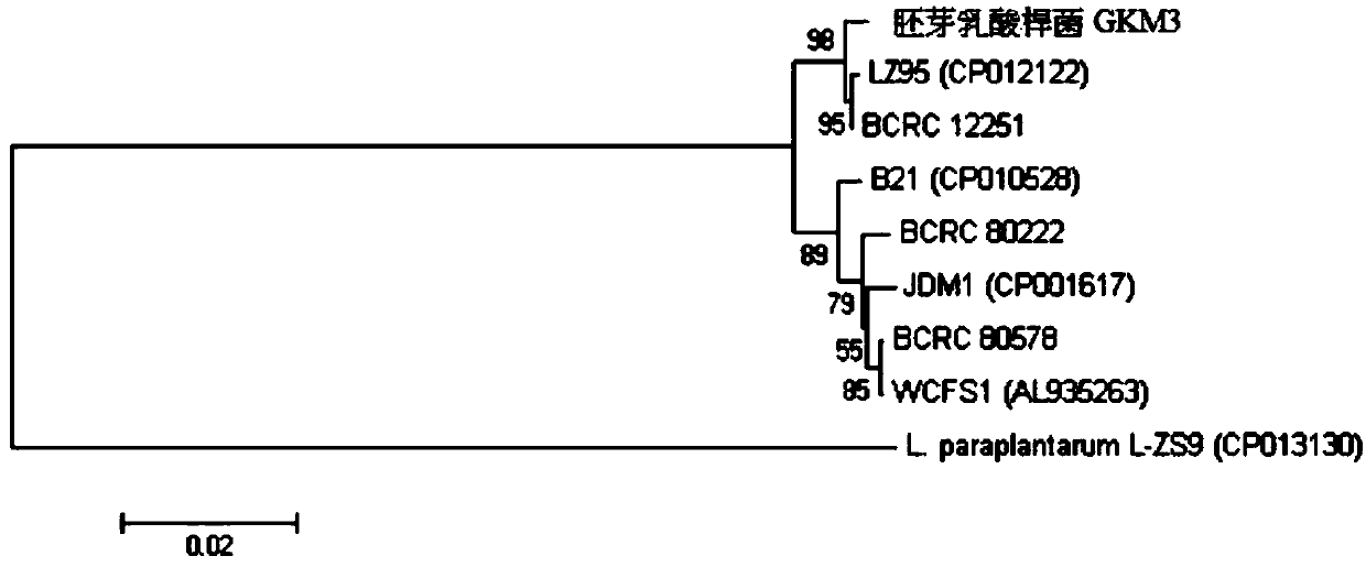 Lactobacillus plantarum and application thereof in reducing blood fat, improving liver work index, uric acid and inflammation resistance