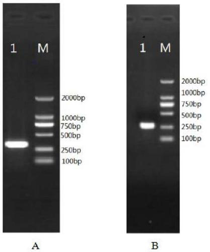 A kind of Siniperca tlr3 gene and its application