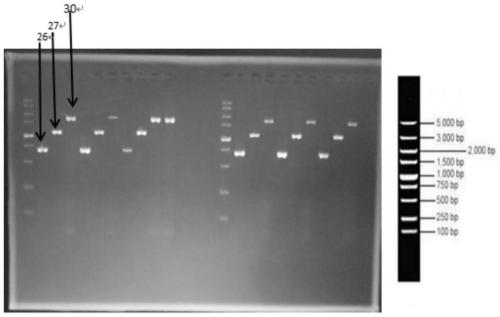 A kind of Siniperca tlr3 gene and its application