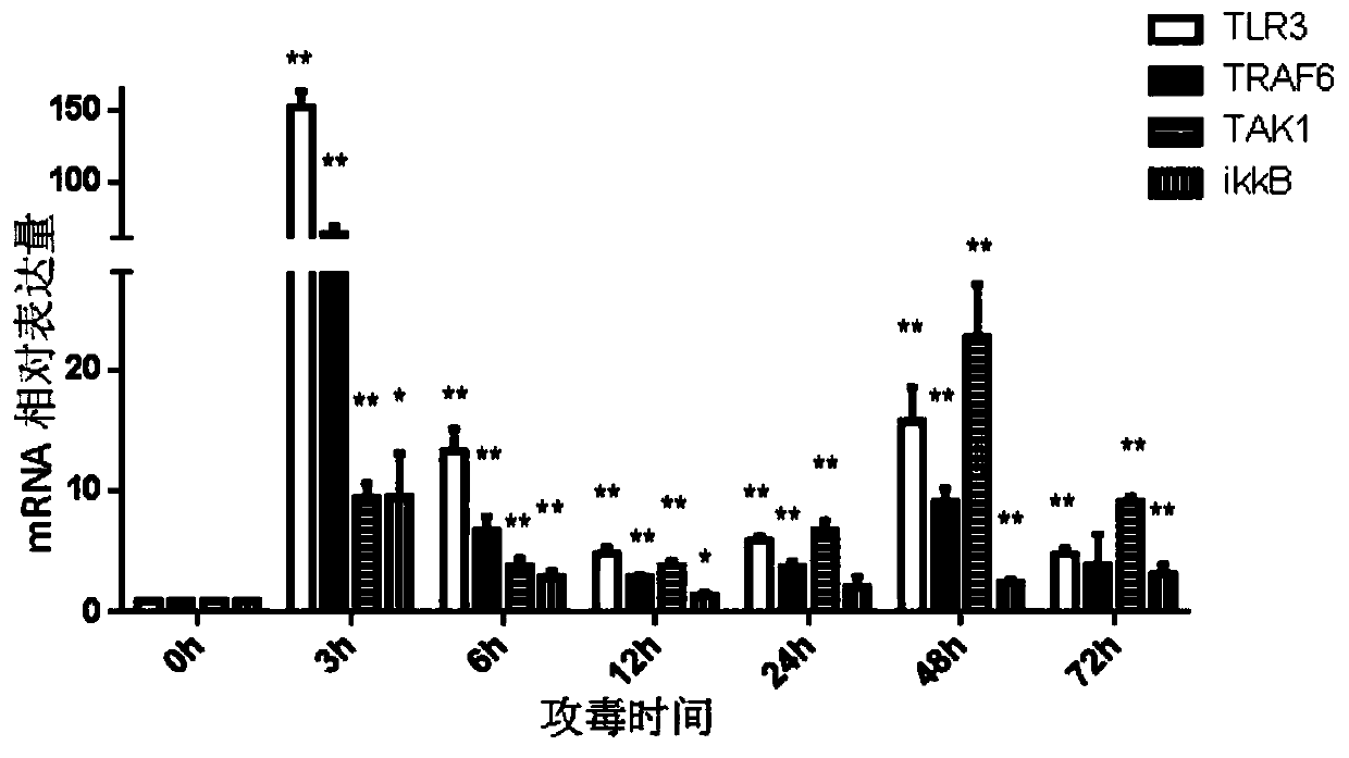 A kind of Siniperca tlr3 gene and its application