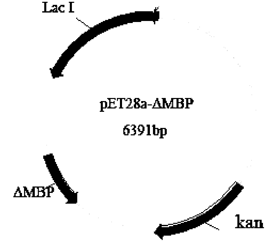 Soluble aquaporin AqpZ fusion vector and method for constructing same