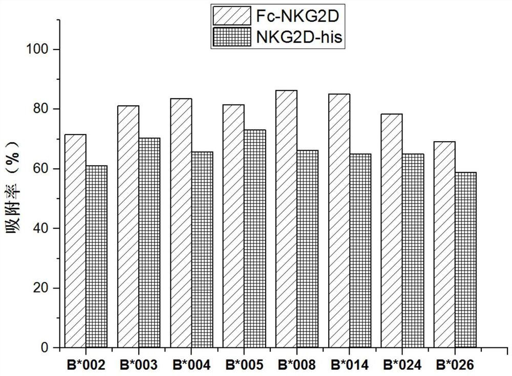 NKG2D receptor protein easy to directionally couple and immunoadsorbent of NKG2D receptor protein