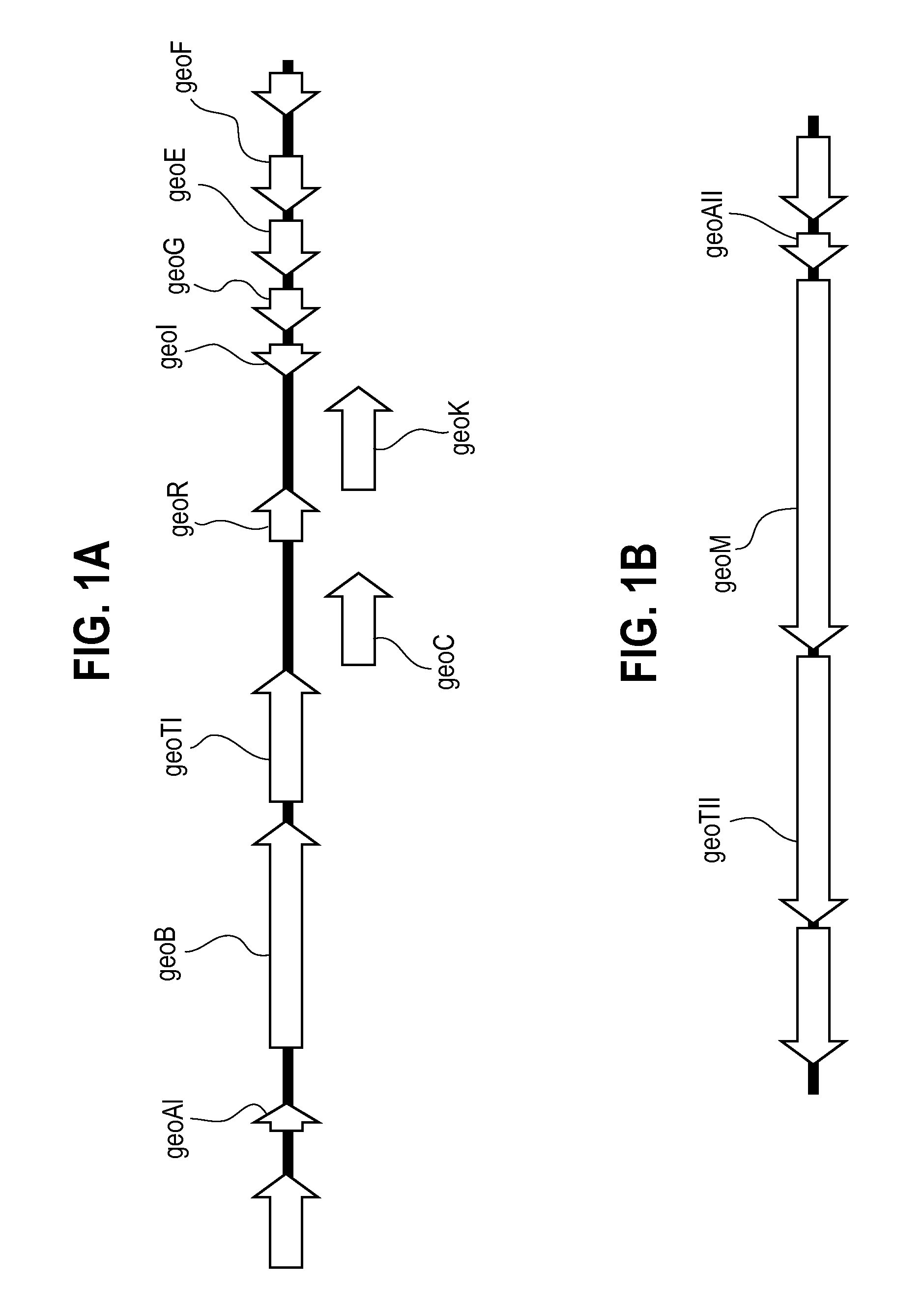 Class I and II Lantibiotics from Geobacillus thermodenitrificans