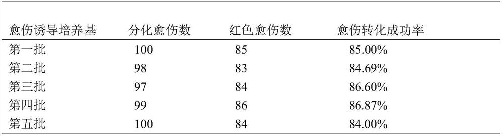 Genetic transformation method of eucalyptus with selection marker visible to naked eyes under visible light