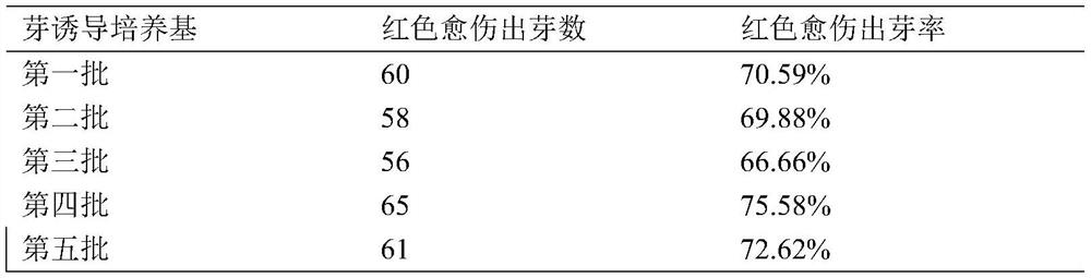 Genetic transformation method of eucalyptus with selection marker visible to naked eyes under visible light