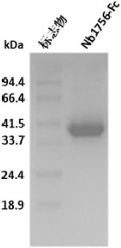 Blocking pd-l1 camel-derived single-domain antibody and use thereof