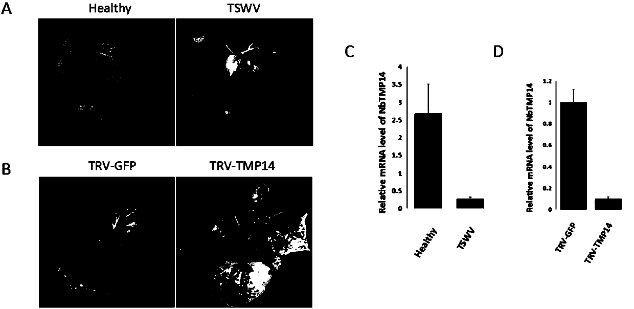Nicotiana benthamiana TMP14 (Thylakoid Membrane Phosphoprotein 14) and application thereof in plant virus resistance