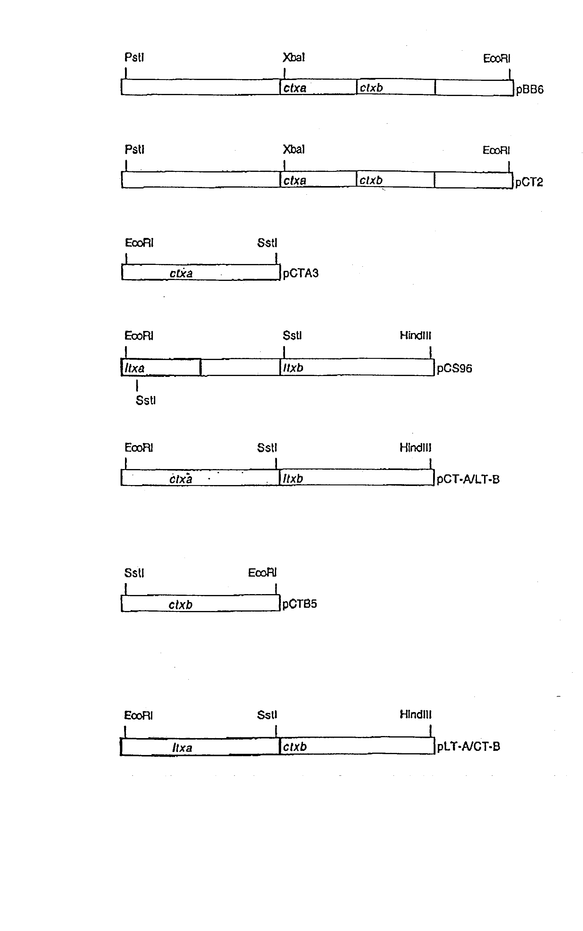 Hybrid lt-a/ct-b holotoxin for use as an adjuvant