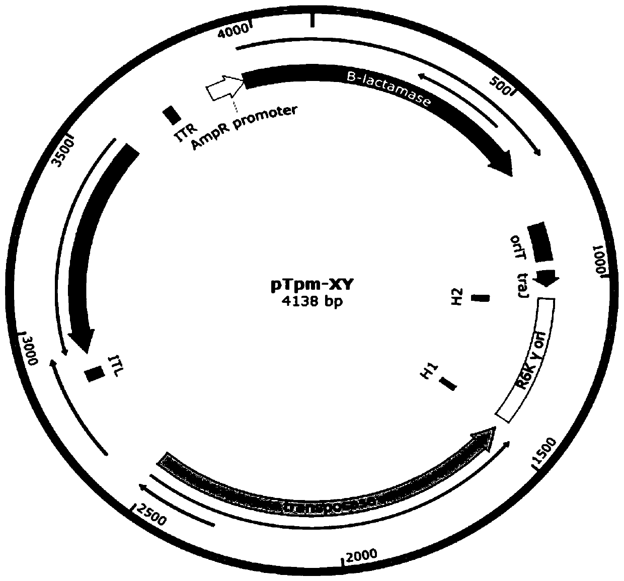 Method for building suicidal plasmid and drug-resistant mutant strain based on mariner transposons