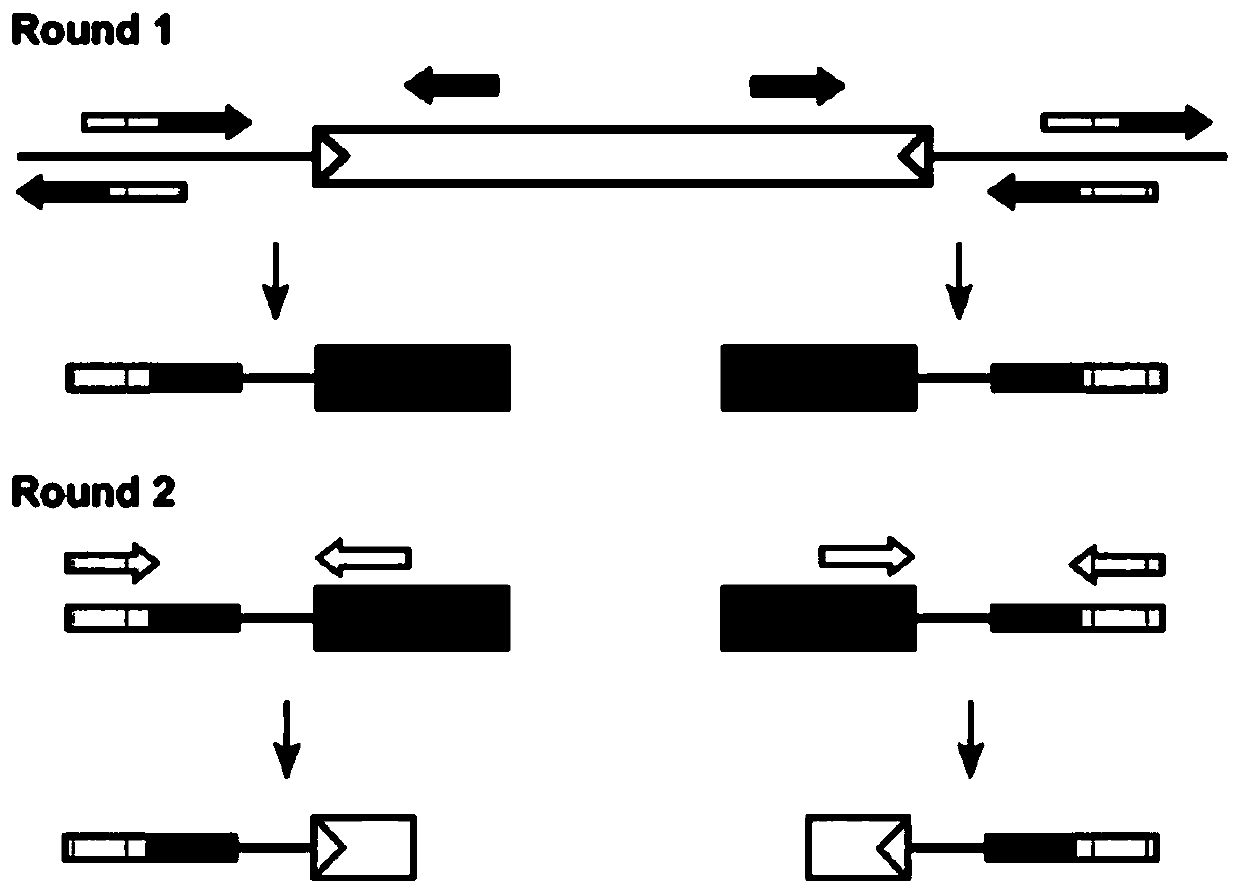 Method for building suicidal plasmid and drug-resistant mutant strain based on mariner transposons