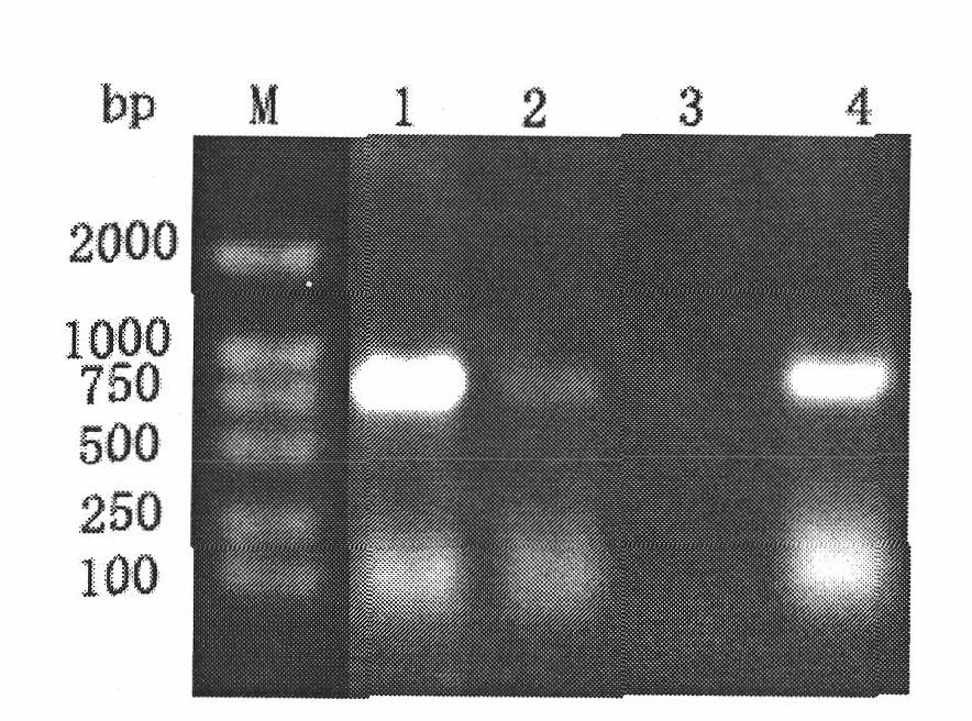 Surface display and application of yeast of white spot syndrome virus (WSSV) VP37