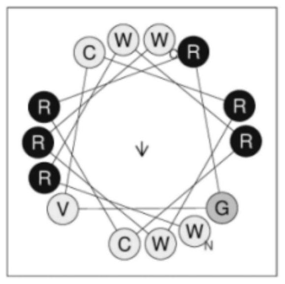 A defensin-like immunomodulatory tetradeceptide rv14 and its preparation method and application